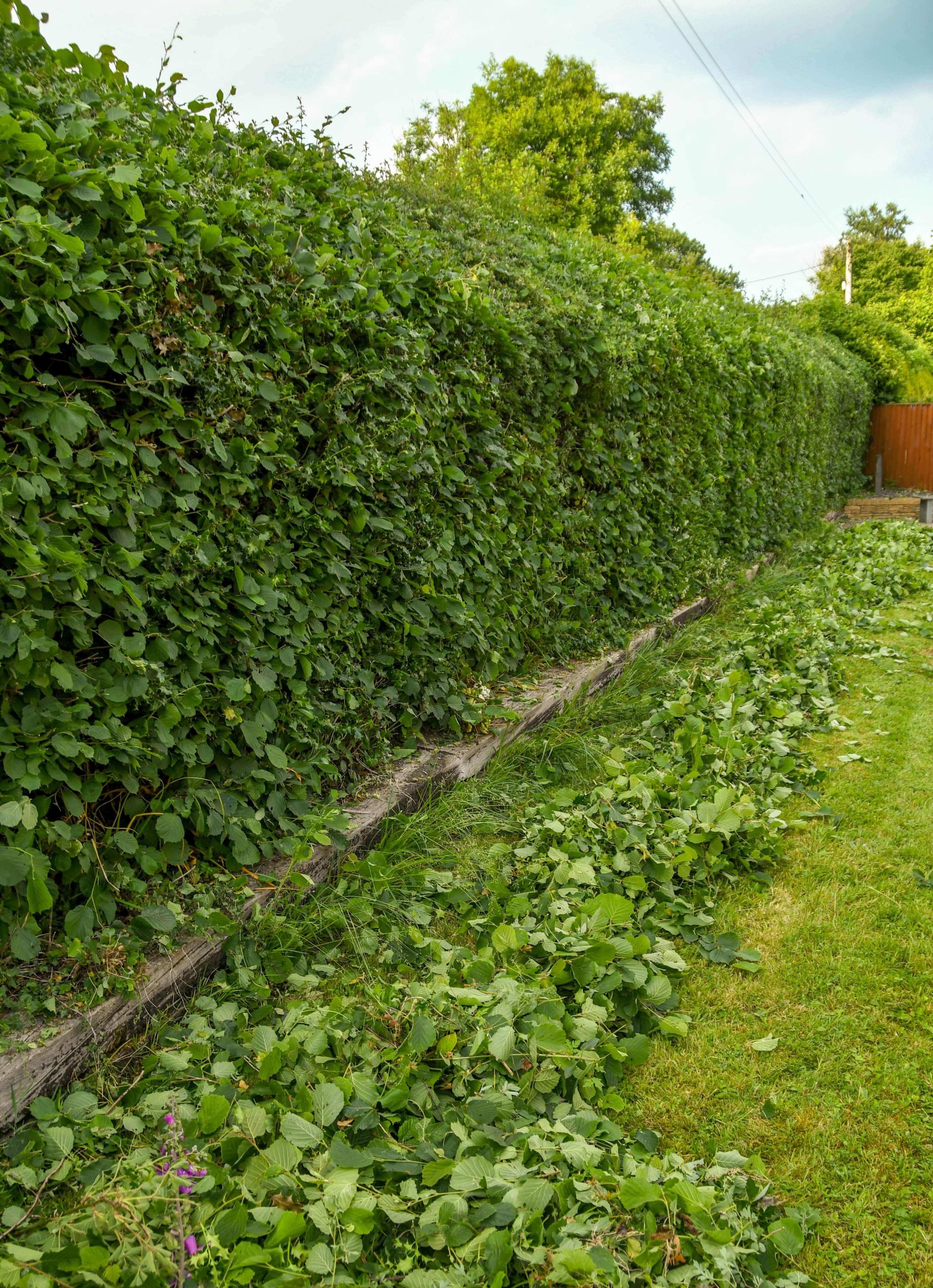 Garden Maintenance Blackheath SE3