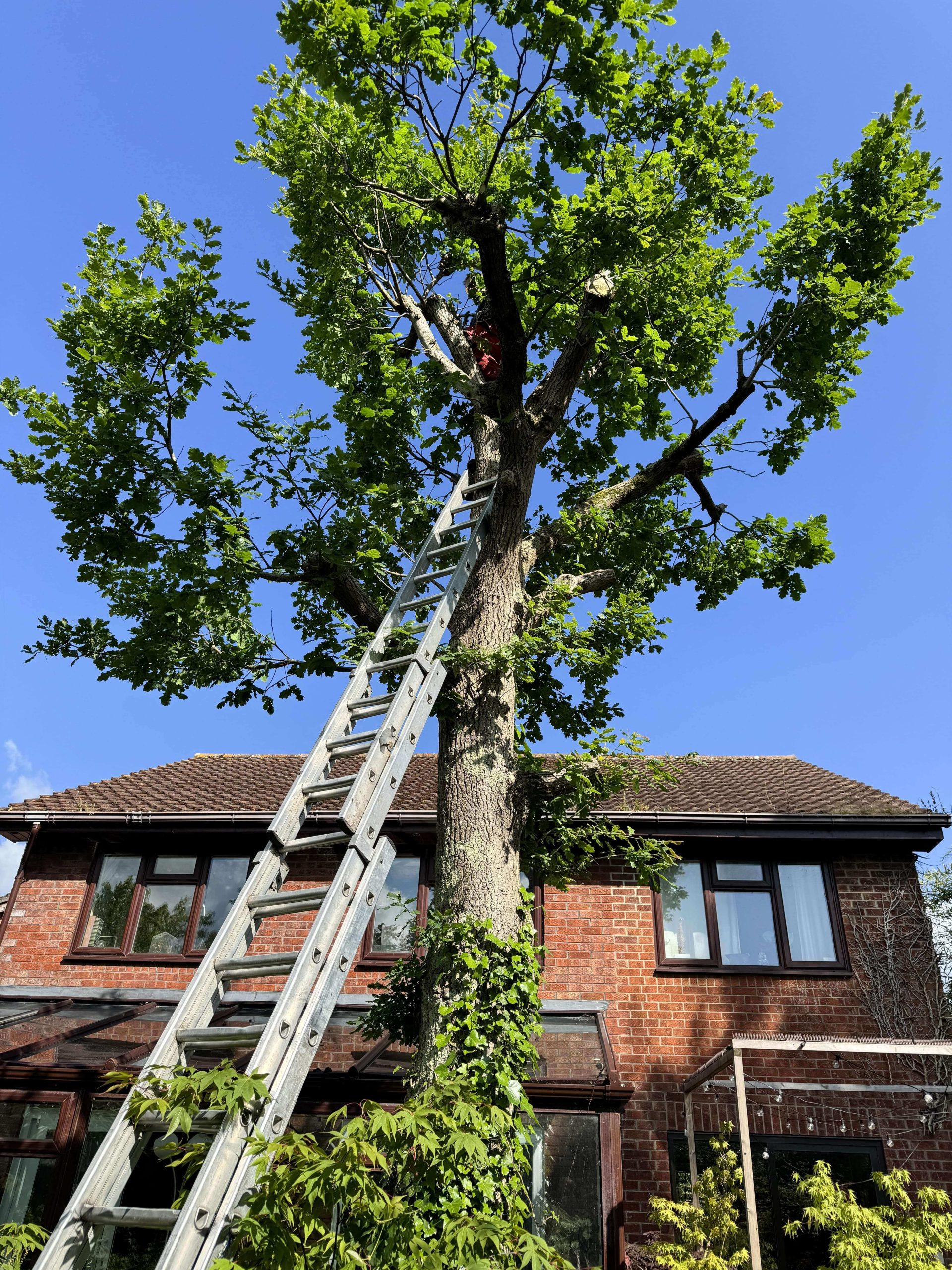 Arborists/Tree Services Blackheath SE3